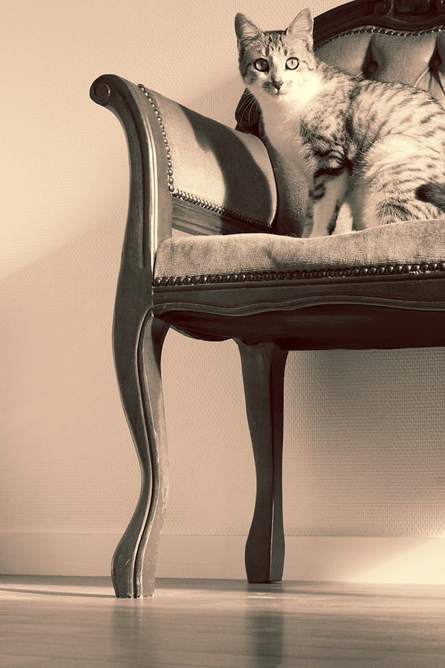 chat-fauteuil-retro