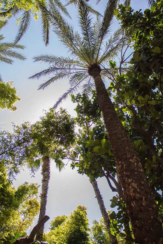 palmier-jardin-majorelle-marrakech