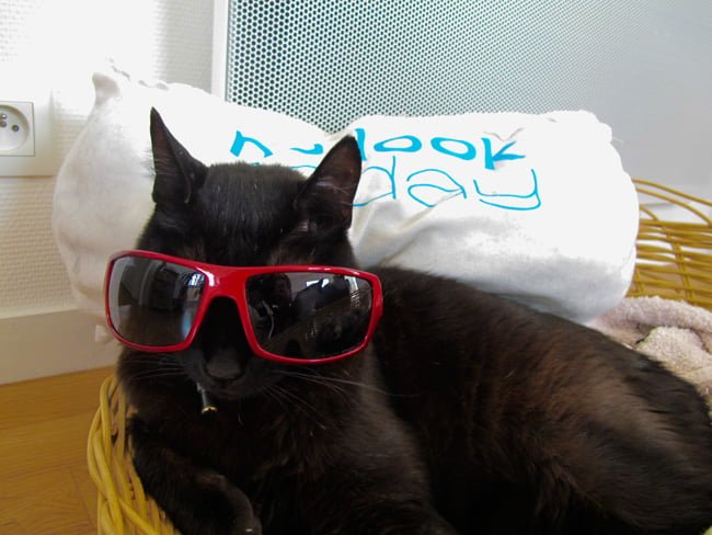 lunettes-de-soleil-Sinner_Lulu-the-cat